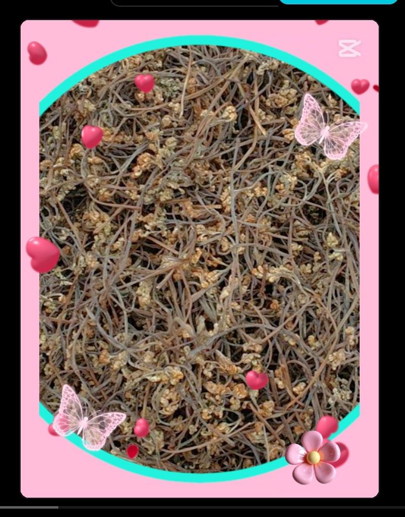 장터 상품 [100%자연산건고사리100g] 썸네일