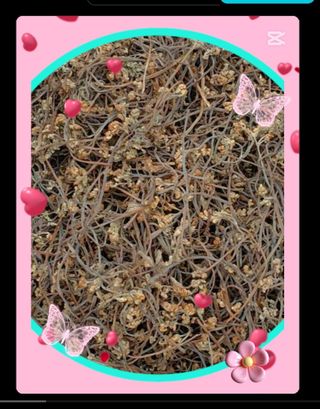 인생은 소풍처럼님의 작성글 사진