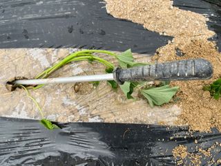 황종락님의 고구마 · 자유게시판 작성글 사진