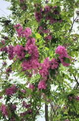 팜모닝 자유주제·자유게시판 게시글 이미지