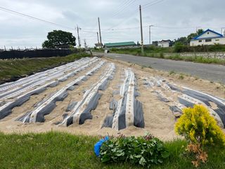 황종락님의 고구마 · 자유게시판 작성글 사진