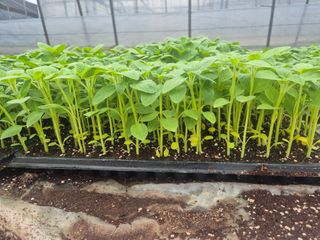 송광만님의 참깨 · 자유게시판 작성글 사진