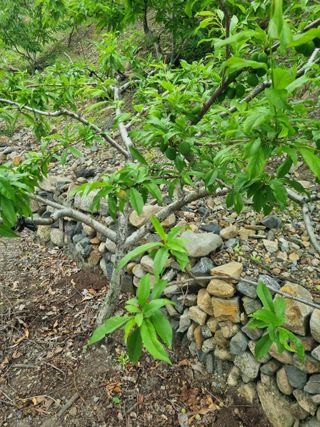 김용대님의 자유주제 · 자유게시판 작성글 사진