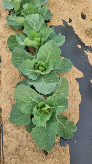 최영환님의 자유주제 · 자유게시판 작성글 사진