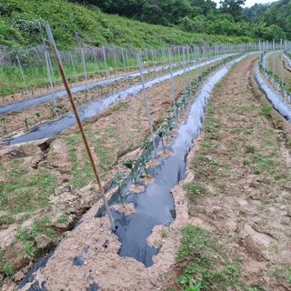 오영도님의 자유주제 · 자유게시판 작성글 사진