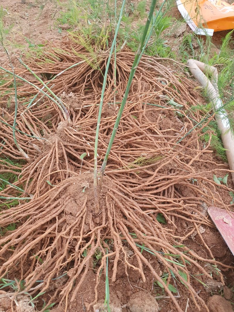 장터 상품 [아스파라거스 뿌리 4년차] 썸네일