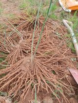 팜모닝 · 게시글 이미지