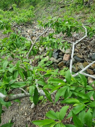 김용대님의 자유주제 · 자유게시판 작성글 사진