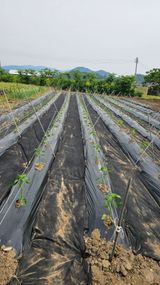 팜모닝 자유주제·자유게시판 게시글 이미지