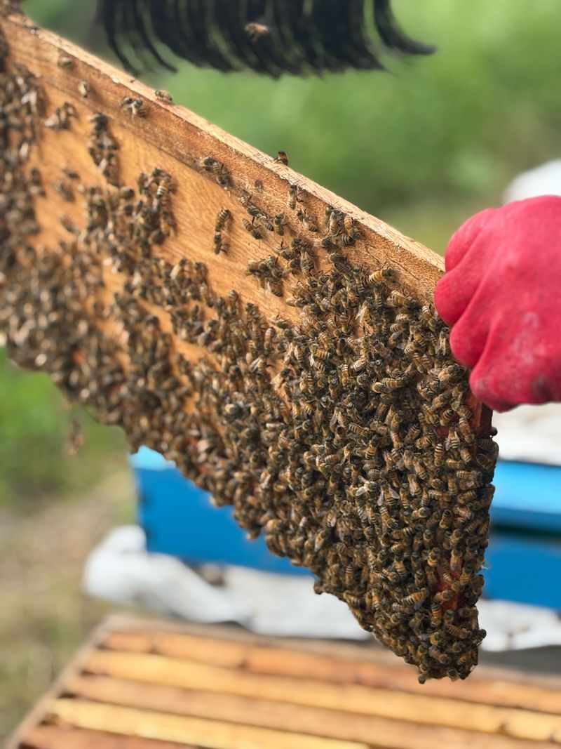 유미경님의 장터 판매 상품 [최상급 아카시아꿀 (2.4kg)] 첨부 사진