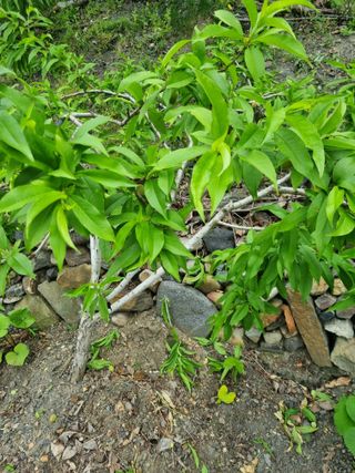 김용대님의 자유주제 · 자유게시판 작성글 사진