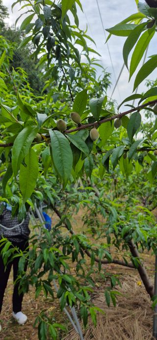 강성분님의 🍎 농부님들! '적과'하셨나요? · 참여글 작성글 사진