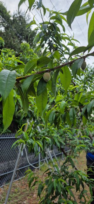 강성분님의 🍎 농부님들! '적과'하셨나요? · 참여글 작성글 사진