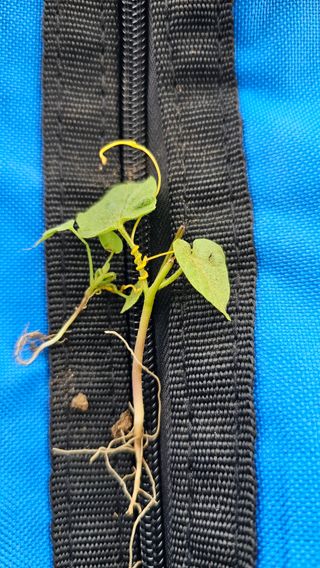 텃밭실습생님의 농사, 무엇이든 물어보세요! · 참여글 작성글 사진