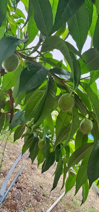 뿌리묘목농원님의 자유주제 · 자유게시판 작성글 사진