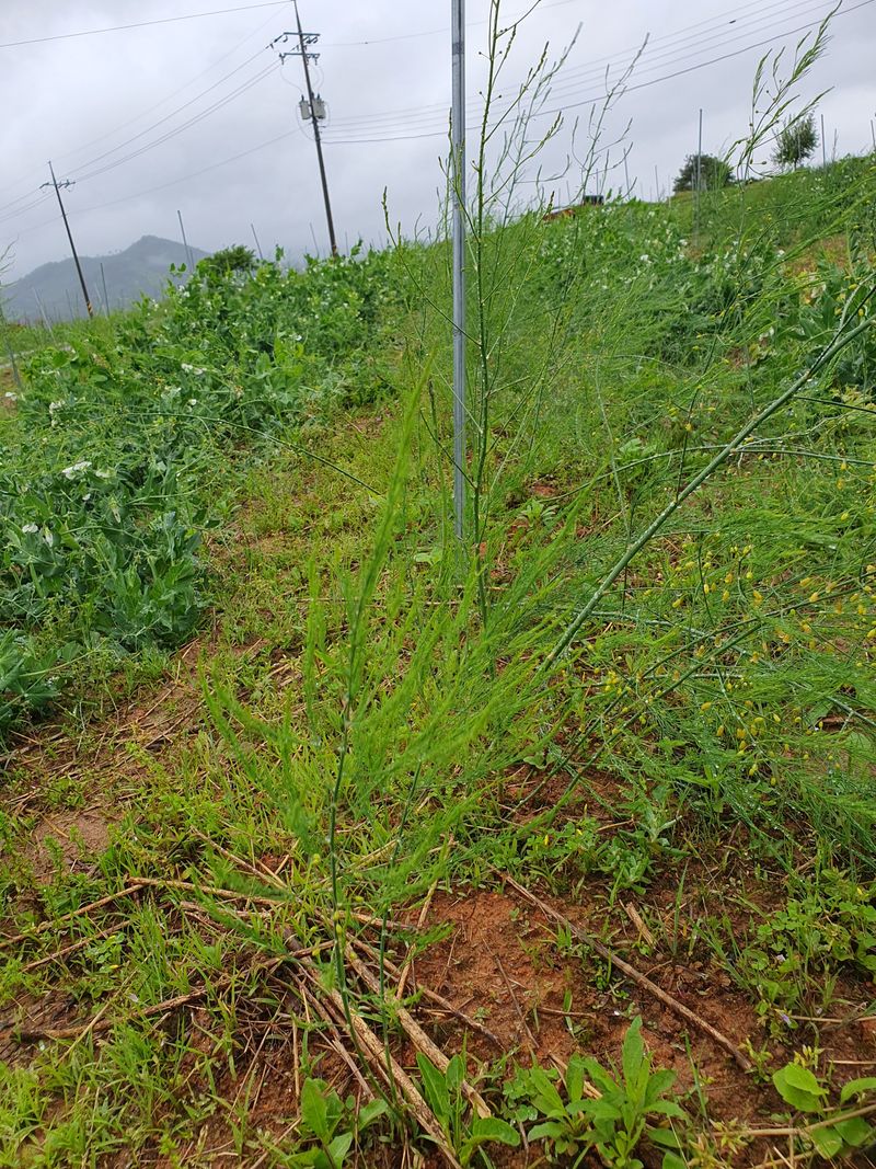 퇴근농님의 장터 판매 상품 [아스파라거스 뿌리 4년차] 첨부 사진