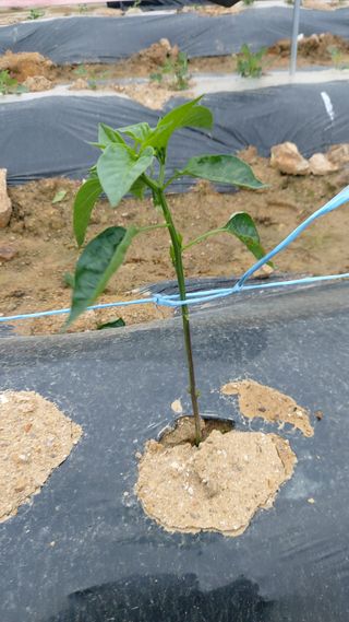 하문오님의 자유주제 · 자유게시판 작성글 사진