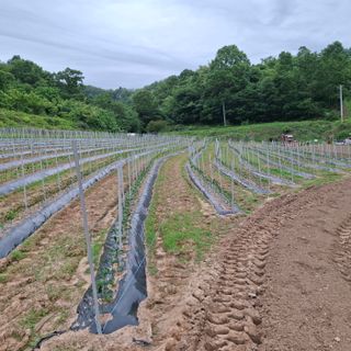 오영도님의 자유주제 · 자유게시판 작성글 사진