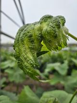 팜모닝 농사, 무엇이든 물어보세요!·참여글 게시글 이미지