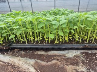 송광만님의 참깨 · 자유게시판 작성글 사진