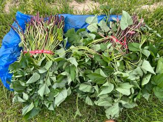 황종락님의 고구마 · 자유게시판 작성글 사진