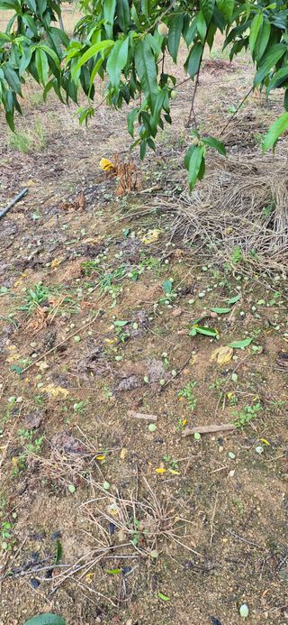 강성분님의 🍎 농부님들! '적과'하셨나요? · 참여글 작성글 사진