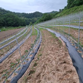 오영도님의 자유주제 · 자유게시판 작성글 사진