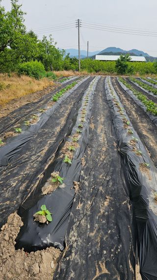 배성은365님의 자유주제 · 자유게시판 작성글 사진