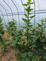 팜모닝 자유주제·자유게시판 게시글 이미지