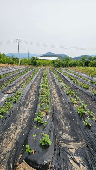 배성은365님의 자유주제 · 자유게시판 작성글 사진