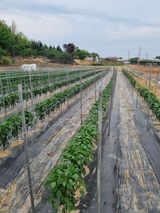 팜모닝 자유주제·자유게시판 게시글 이미지