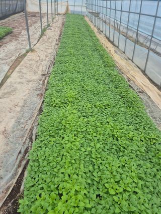 송광만님의 참깨 · 자유게시판 작성글 사진