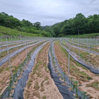 오영도님의 자유주제 · 자유게시판 작성글 사진