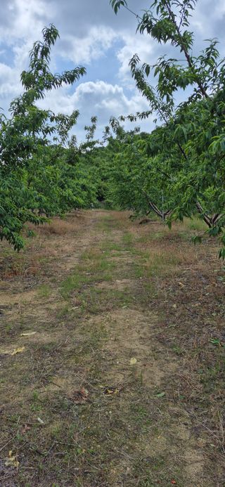 강성분님의 🍎 농부님들! '적과'하셨나요? · 참여글 작성글 사진