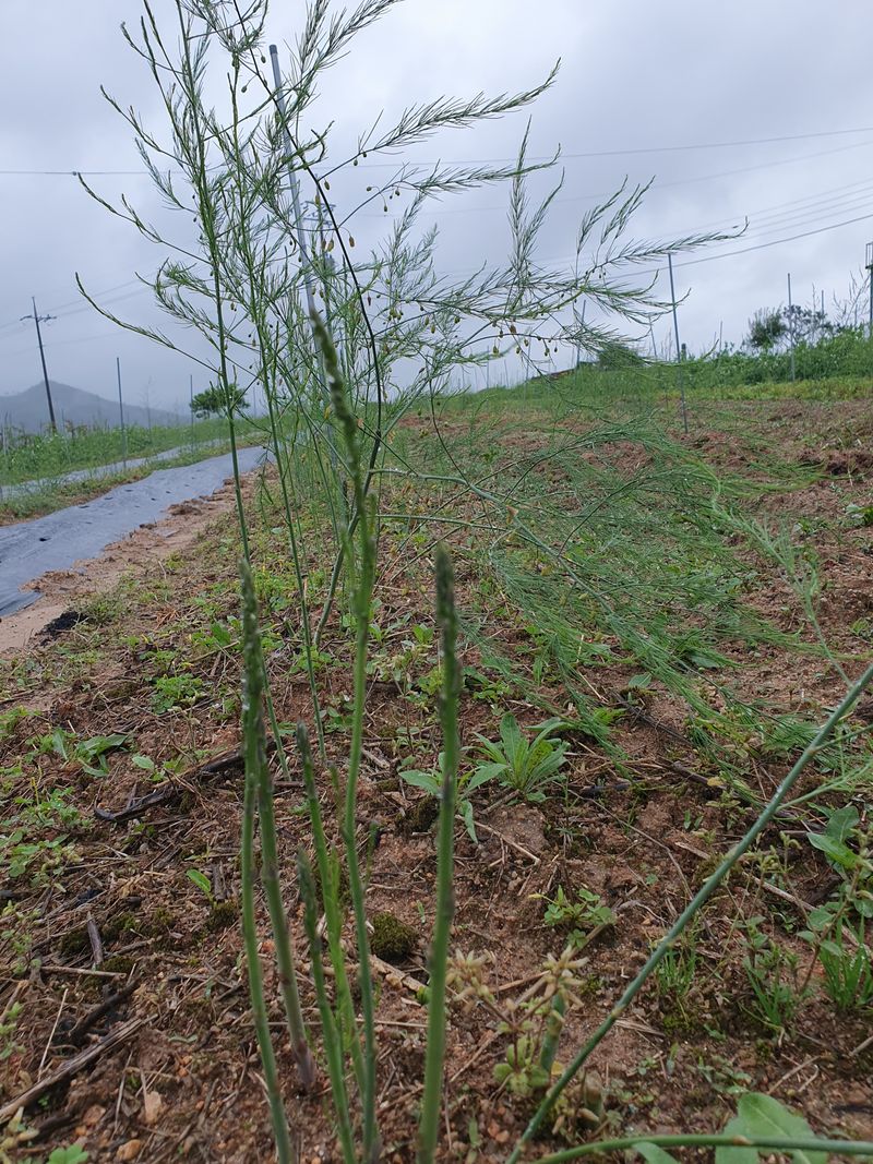 퇴근농님의 장터 판매 상품 [아스파라거스 뿌리 4년차] 첨부 사진