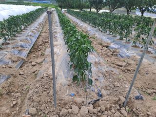 성실한 농부님의 자유주제 · 자유게시판 작성글 사진