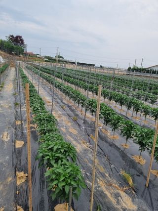조은아침농원님의 자유주제 · 자유게시판 작성글 사진