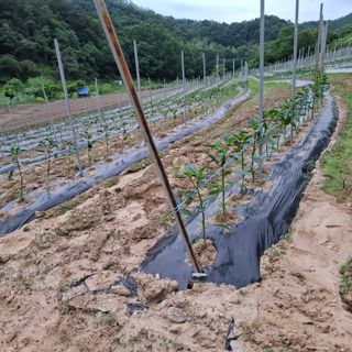 오영도님의 자유주제 · 자유게시판 작성글 사진