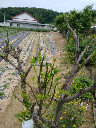 할아버지초보농사꾼님의 농사, 무엇이든 물어보세요! · 참여글 작성글 사진
