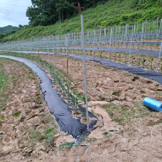 오영도님의 자유주제 · 자유게시판 작성글 사진