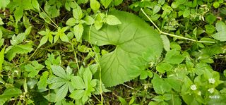 해오름달님의 자유주제 · 자유게시판 작성글 사진