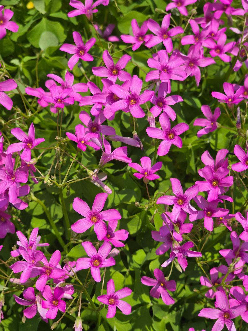 배영이님의 장터 판매 상품 [노랑창포 분홍향달맞이 보라붓꽃 사랑초칸나] 첨부 사진