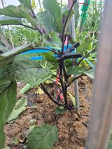 팜모닝 농사, 무엇이든 물어보세요!·참여글 게시글 이미지