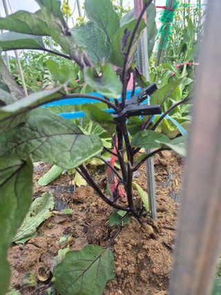 우리농장주님의 농사, 무엇이든 물어보세요! · 참여글 작성글 사진