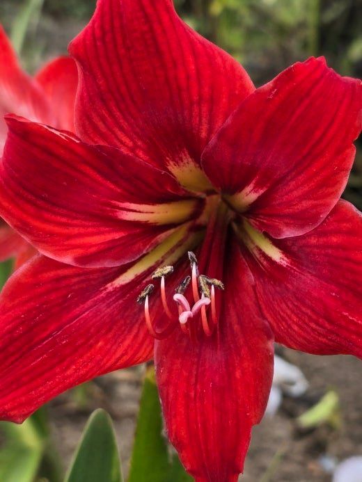 배영이님의 장터 판매 상품 [노랑창포 분홍향달맞이 보라붓꽃 사랑초칸나] 첨부 사진