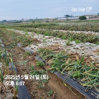 민들레님의 자유주제 · 자유게시판 작성글 사진