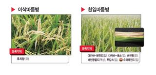 대산농사대장님의 벼 · 자유게시판 작성글 사진