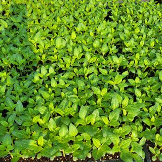 양지모종님의 자유주제 · 자유게시판 작성글 사진