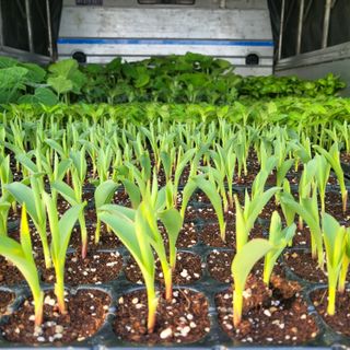 양지모종님의 자유주제 · 자유게시판 작성글 사진