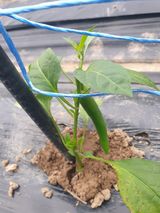 팜모닝 자유주제·자유게시판 게시글 이미지